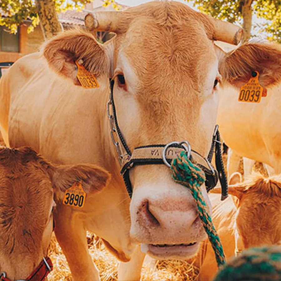 Journées agricoles du Volvestre : le grand rendez-vous du monde rural !