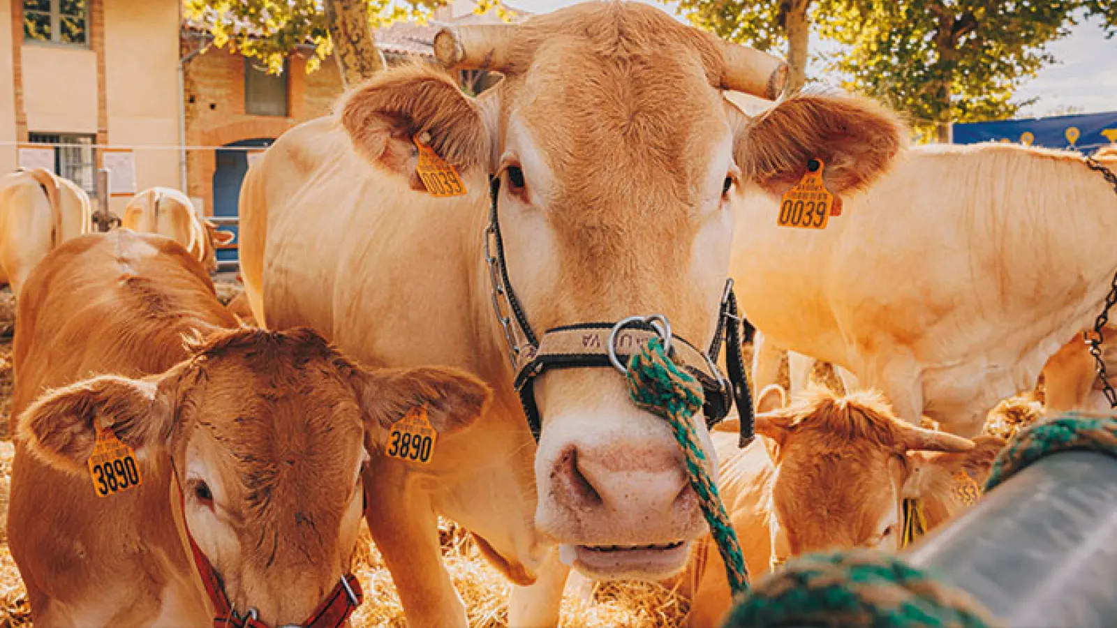 Journées agricoles du Volvestre : le grand rendez-vous du monde rural !