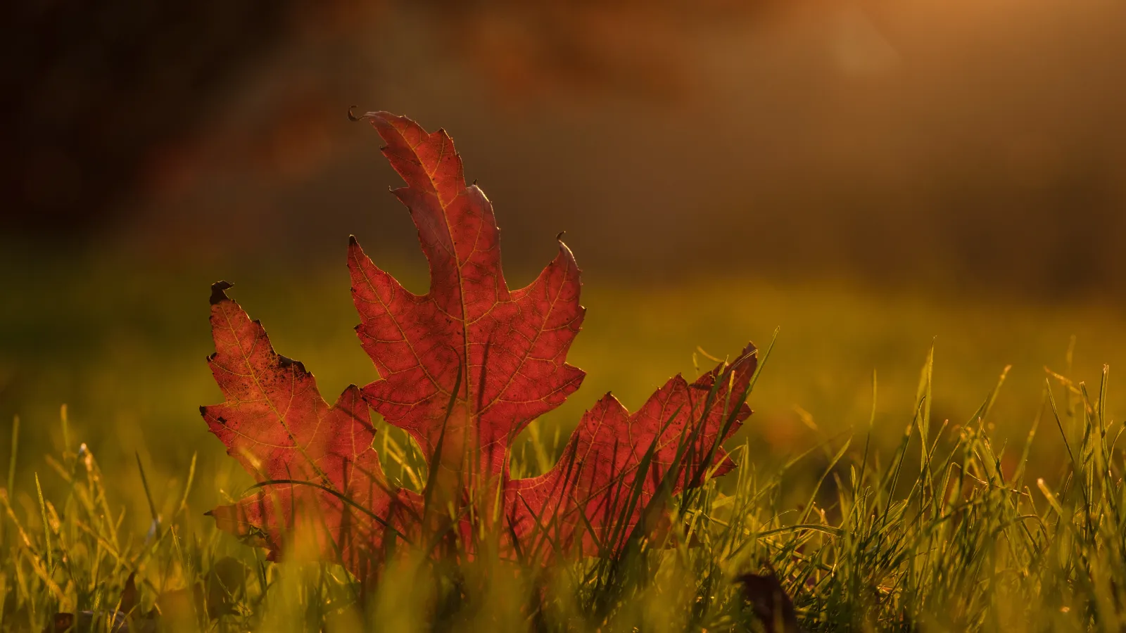 Feuille d'automne