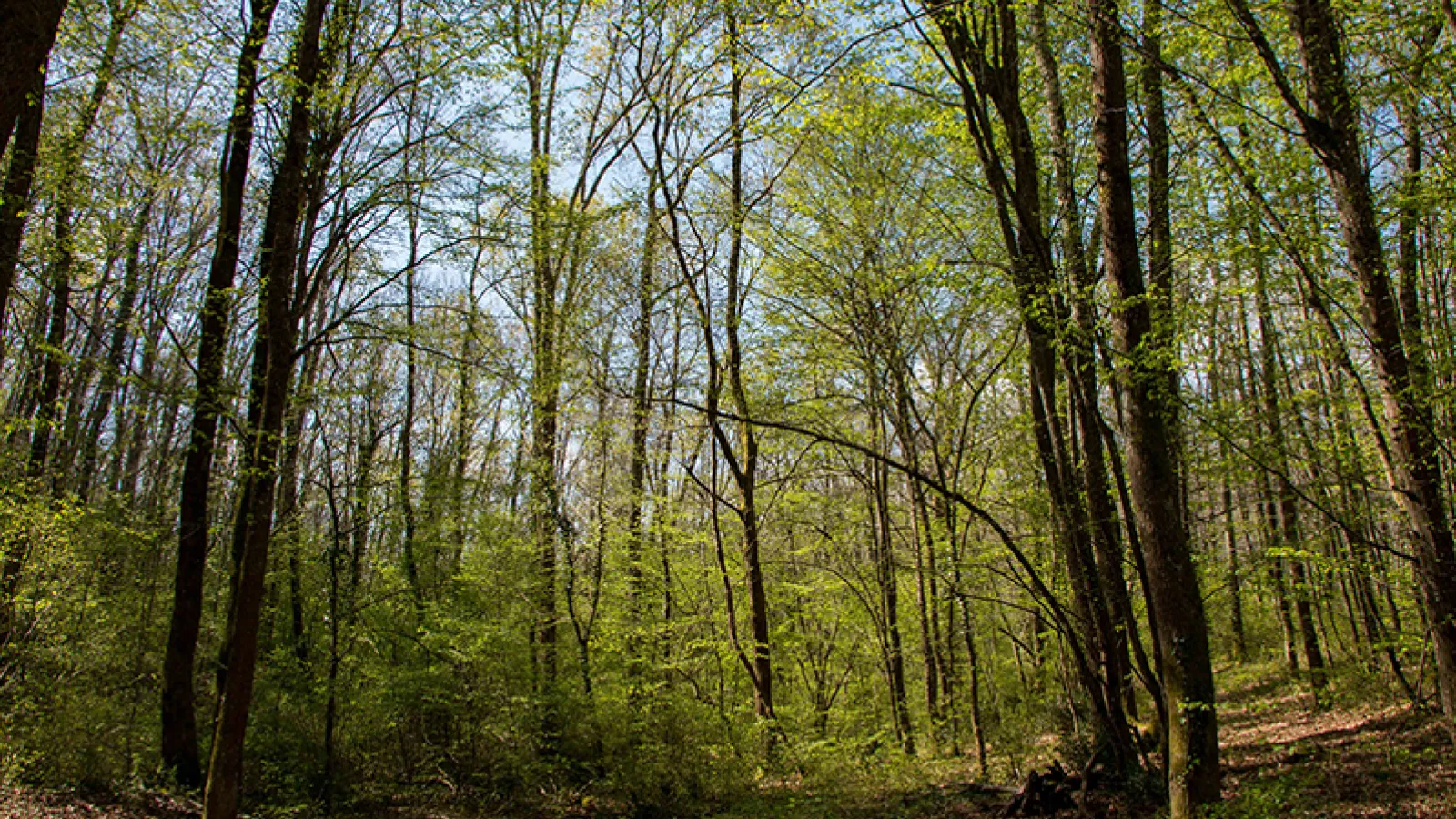 Forêt de Bouconne