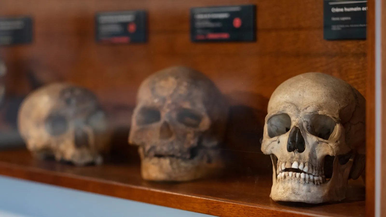 Exposition permanente du musée de l'Aurignacien