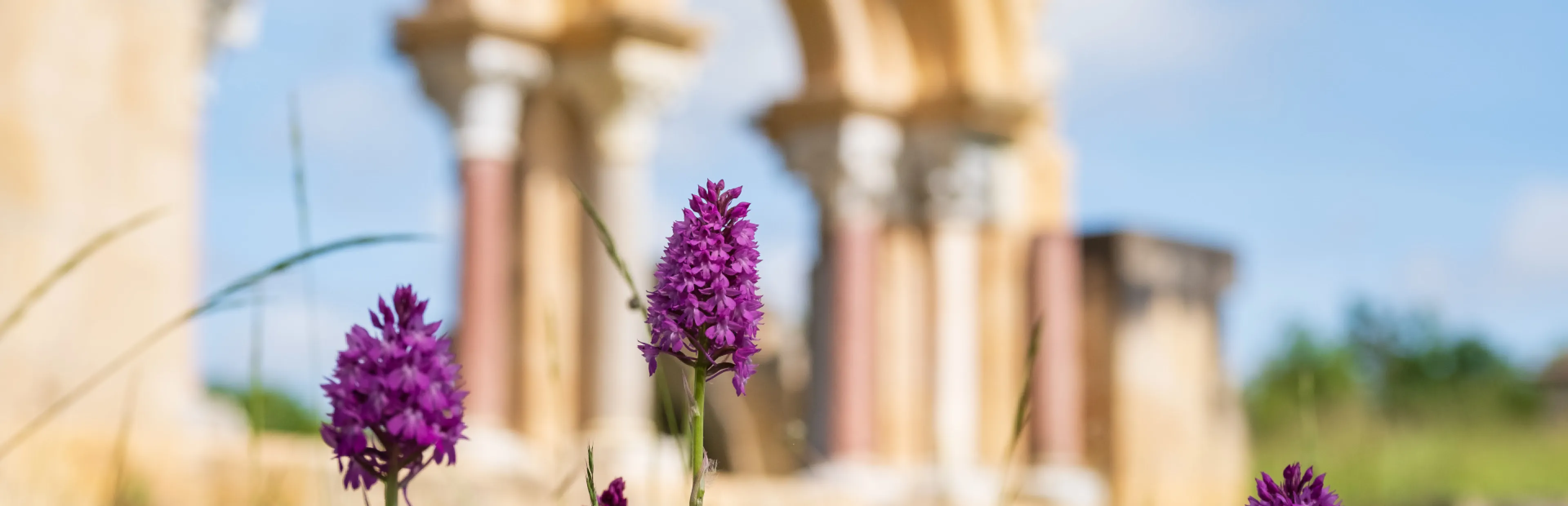 Fleurs de printemps à l'Abbaye de Bonnefont
