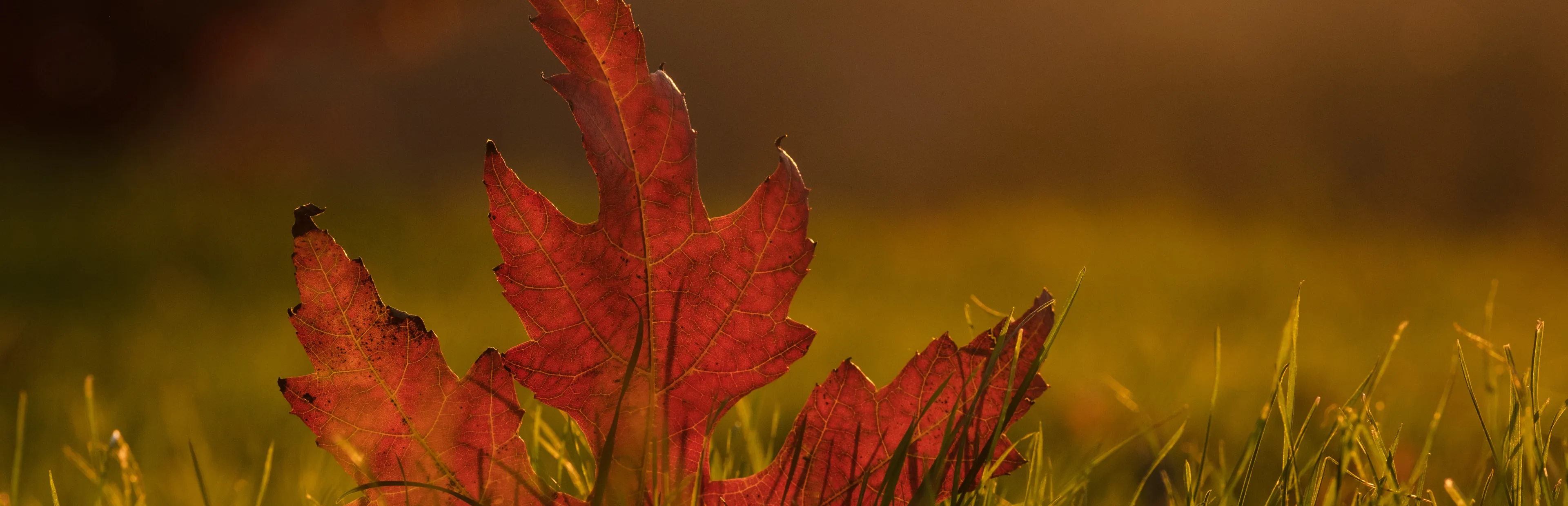 Feuille d'automne