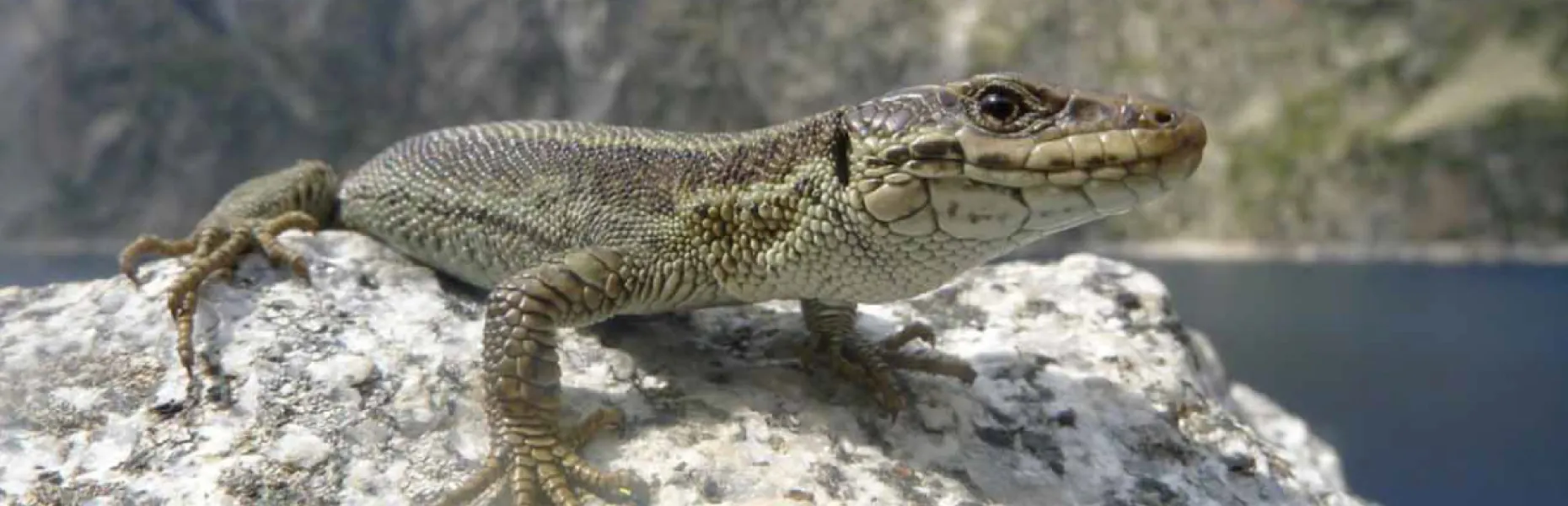 Lézard de Bonnal